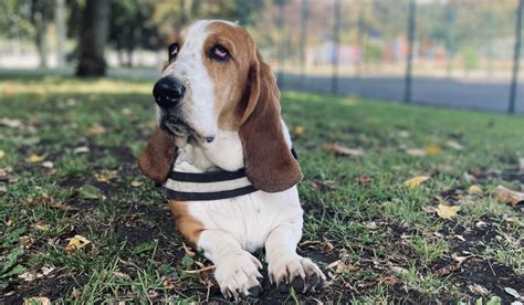 Basset Hound Guide Exercise Needs Stories And Tips Borrowmydoggy