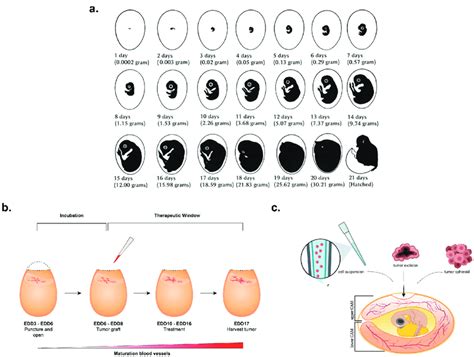 A Embryonic Development And Accompanying Changes In The Weight Of The