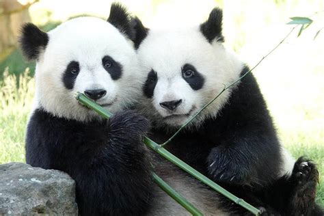 Zoo De Beauval Comment Va Se Dérouler Le Transfert Vers La Chine Du