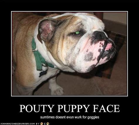 Pouty Puppy Face Cheezburger Funny Memes Funny Pictures