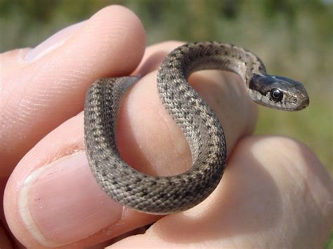 8 Photos Small Grey Garden Snake And Review Alqu Blog