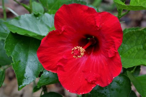 Red Hibiscus Bloom Free Stock Photo Public Domain Pictures