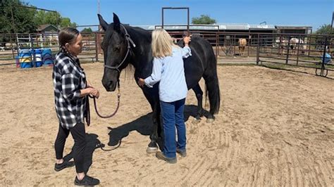 The Healing Power Of Horses On Mental Health Wellpower