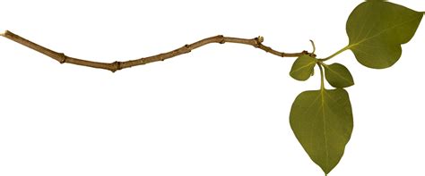 Branch Png Image Png All Png All