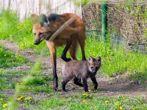 10 Leggy Facts About The Maned Wolf Maned Wolf Wolves