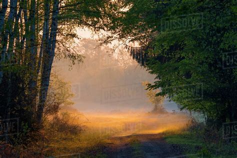 Forest In Morning Mist At Sunrise Hesse Germany Stock Photo Dissolve