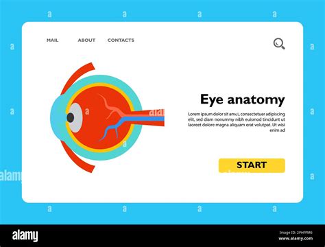 Eye Anatomy Icon Stock Vector Image And Art Alamy