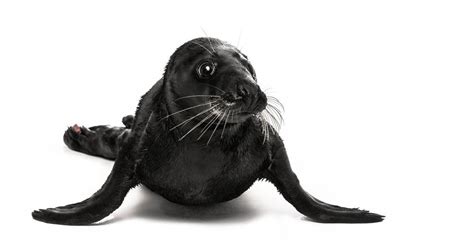 Rare Black Seal Melanism Sealhospital Pieterburen Nl Melanism