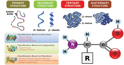 6 Interesting Difference between Protein and Enzyme with Table - Core