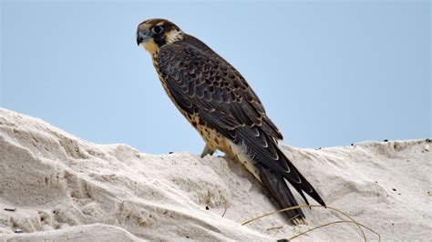 Peregrine Falcon Worlds Fastest Animal Spotted At Gulf Islands