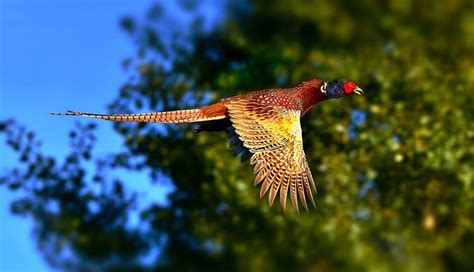 Ring Necked Pheasant Common Pheasant Facts Pictures And Origins Pet Keen