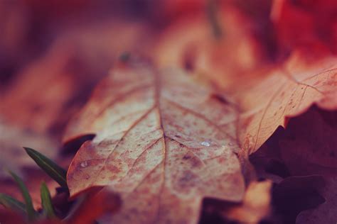 Selective Focus Photographed Of Dry Leaf Hd Wallpaper Wallpaper Flare