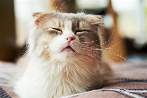 Cat Reverse Sneezing A Lot Cat Meme Stock Pictures And Photos