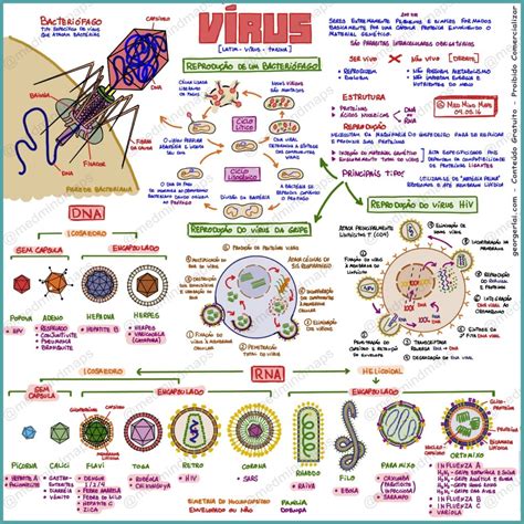 Vírus Resumos E Mapas Mentais Infinittus