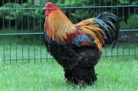 Brahma Chicken Breed Characteristics Fancy Chickens Meat Chickens