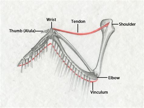 Sandy Scott Art: #408 In the studio: Bird anatomy, con't