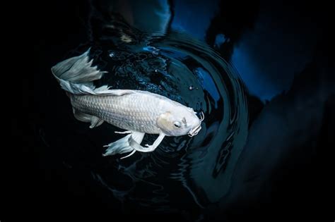 Premium Photo White Crap Fish Or Butterfly Koi Fish Platinum Color In