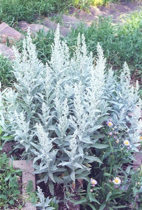 Mountain Sage Gilpin County Extension