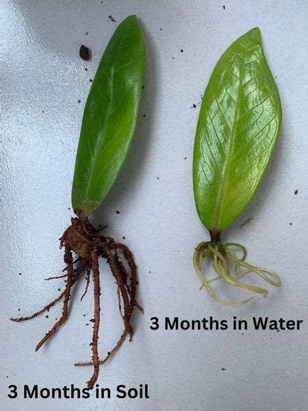 Propagating Zz Plant In Water And Soil Cutting And Division Planterhoma