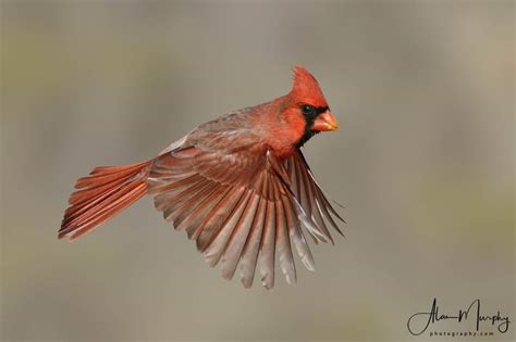 Northern Cardinal Focusing On Wildlife