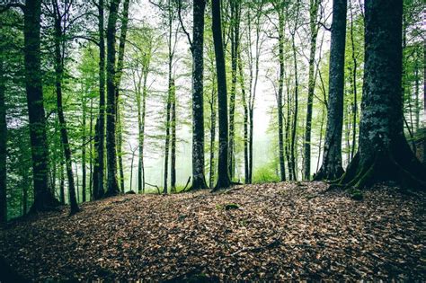 Deep Forest Beautiful Landscape Foggy Moody Weather Stock Photo Image