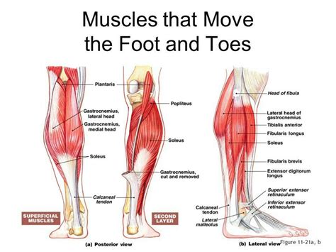 The calf is in the back of the lower leg, below the knee. Idea by Carmen Reyes on biomechanics | Core muscles, Muscle