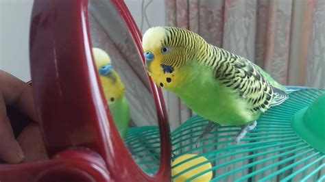 Budgie See Mirror For The First Time Youtube
