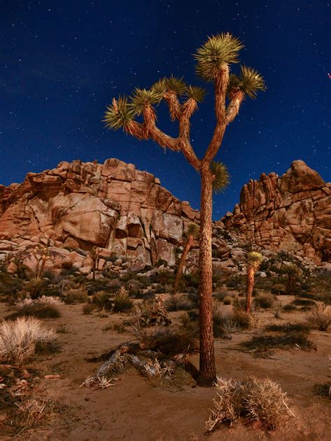 Joshua Tree National Park Weather In September