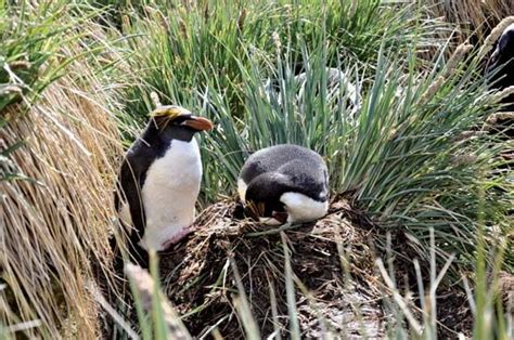 Macaroni Penguin Antarctic Bird Species Britannica