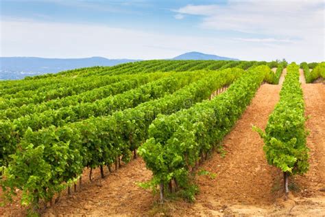 Vineyard Field In The Southern France Stock Photo Image Of Bush