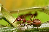 Are Red Ants Fire Ants Images