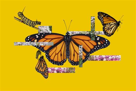 Help Monarch Butterflies With More Milkweed Less Pesticides Los