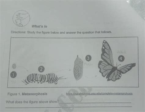 Metamorphosis What Does The Figure Above Show Brainlyph