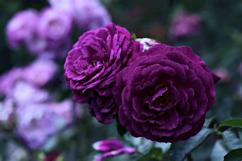 Flower Life Love Rose Purple Violet Wallpaper 3840x2567