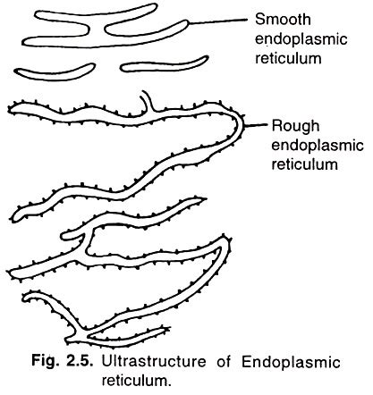 Endoplasmic Reticulum Drawing at PaintingValley.com | Explore