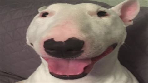 Funny Dog Pfp For Zoom
