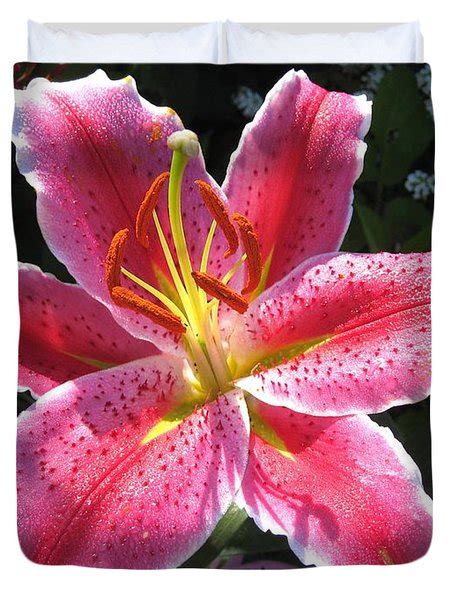Oriental Lily Named La Mancha Photograph By J Mccombie