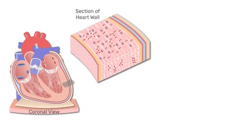 Layers Of The Heart Wall And Labeled Diagram Getbodysmart