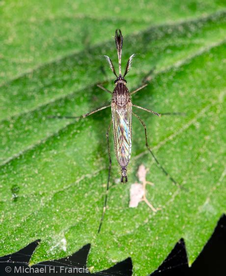 Mosquito Culicidae Bugguidenet