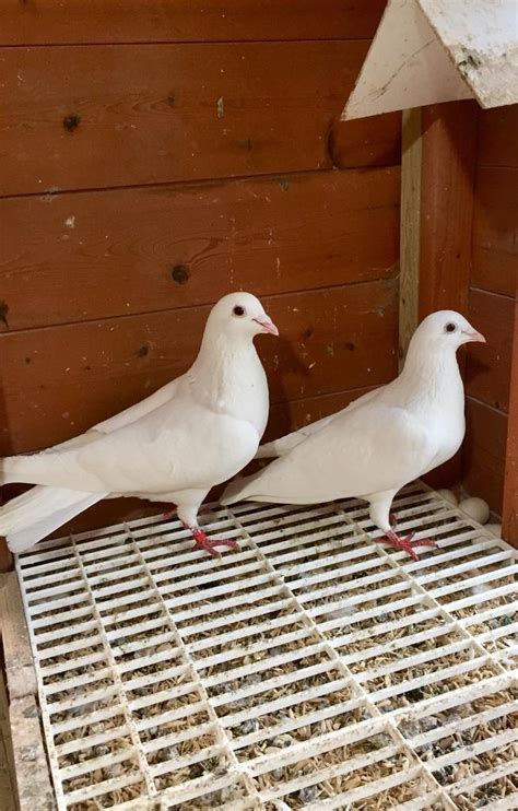 Pure White Logan Pigeons For Sale In Sheffield South Yorkshire Gumtree