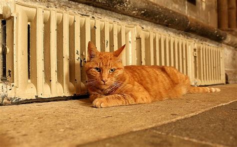 Saint Or Sinner Louis The Wells Cathedral Cat Accused Of A String Of