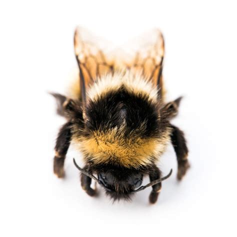 6 Scientists 1000 Miles 1 Prize The Arctic Bumblebee The New York Times