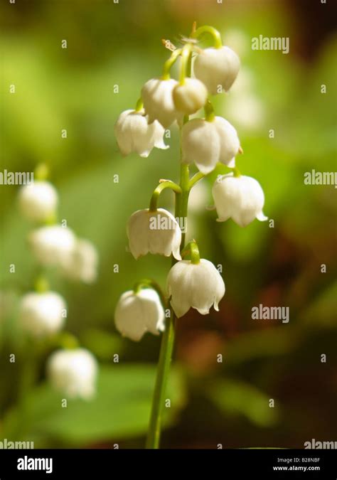 Lily Of The Valley Lily Of The Valley Convallaria Majalis Spring
