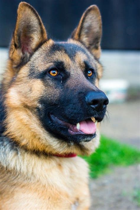 12 Reasons German Shepherds Are The Best Looking Dogs In The World