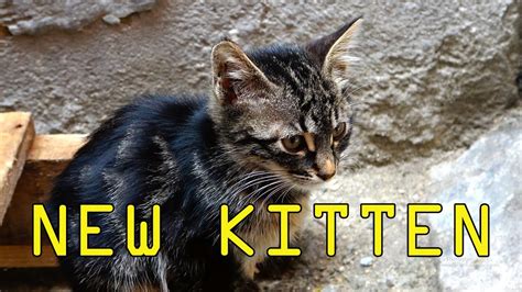 Find cats and kittens for sale in macclesfield near me. Free Kittens Near Me (NEW KITTEN) - YouTube