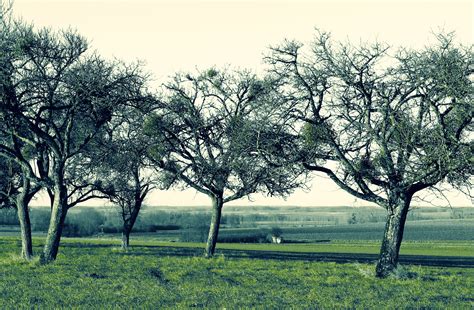 Banco De Imagens Panorama árvore Natureza Grama Ramo Flor