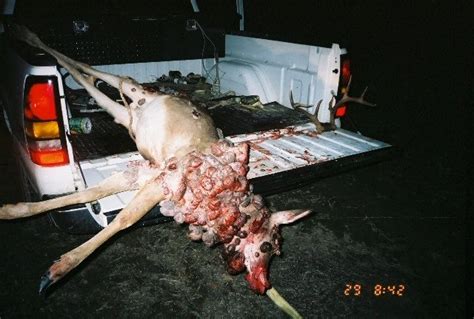 8 Horrible Nasty Deer With Grotesque Maladies And Deformities