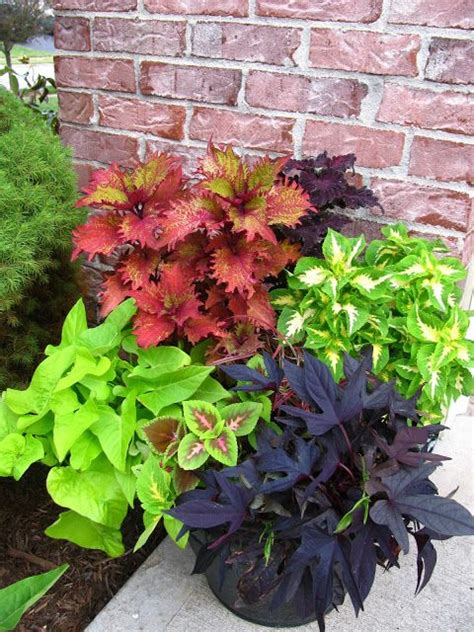 From the minute i pushed the stake into the soil and switched on the cat has disappeared to another garden. Coleus container - dog and cat repellent | PLANTS, VEGGIES ...