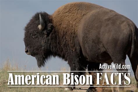 50 Unbelievable Facts About Bison Ultimate Guide 2023