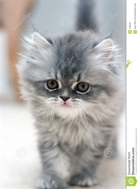 Use them for any project you want. Furry Kitten Royalty Free Stock Photo - Image: 126045